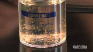 How to Care for Daphnia [upl. by Sonitnatsnok]