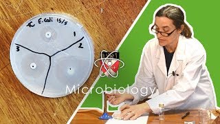 Microbiology  GCSE Science Required Practical Triple [upl. by Arlon]