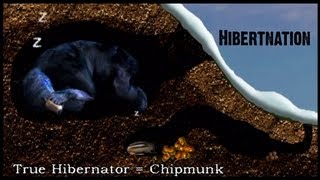 What does Hibernation mean to a Black Bear [upl. by Auqinehs]