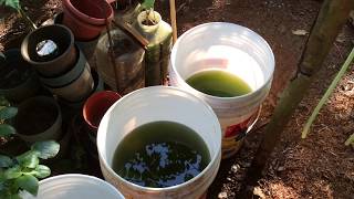 How to grow Green Water Algae [upl. by Llevad]