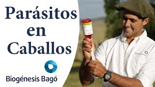 ¿Cómo desparasitar caballos  Biogénesis Bagó [upl. by Crawley]