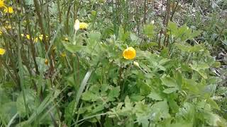 Wood poppy vs greater celandine identification [upl. by Gascony27]