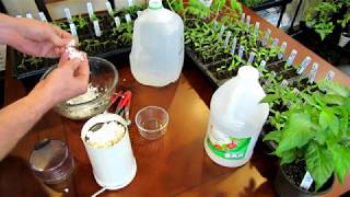 How to Make an Eggshell amp Vinegar Fertilizer to Manage Blossom End Rot  Recipe amp Use DIY Ep2 [upl. by Ahasuerus]