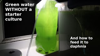 Green Water WITHOUT a Starter Culture  From Scratch  How To [upl. by Neirb]