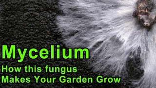 Mycelium and Your Back To Eden Garden [upl. by Aivart668]