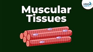 What are Muscular Tissues  Dont Memorise [upl. by Boru]