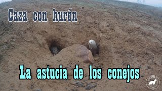 Caza con hurón la astucia de los conejos [upl. by Skye]