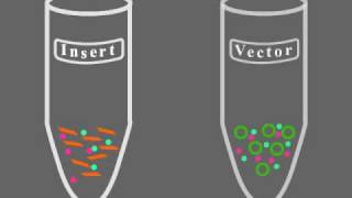 Key Steps of Molecular Cloning [upl. by Hartzke]