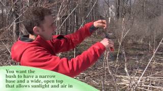 How And When To Prune Blueberries [upl. by Kinghorn]