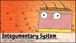 Integumentary System [upl. by Josephine418]