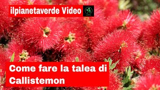 Come riprodurre con la talea il Callistemon [upl. by Sackman84]