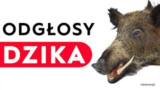 Dzik  odgłosy dzika [upl. by Harlan]