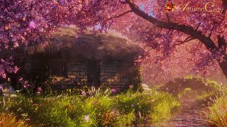 🌸✨SPRING AMBIENCE WITH CHERRY BLOSSOMS Stream Sounds Spring Day Sounds Splashing [upl. by Gladys]