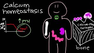 Calcium Homeostasis and Parathyroid Hormone  PTH [upl. by Enneyehs194]