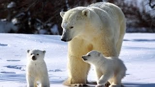 El Oso Polar Documental En Español [upl. by Ragde230]