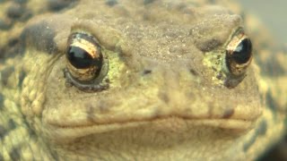 Think you know what a toad sounds like [upl. by Brenan]