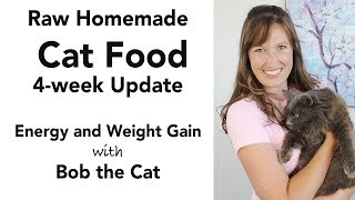 Homemade Cat Food Update kidney disease diet  low phosphorus [upl. by Mandelbaum64]