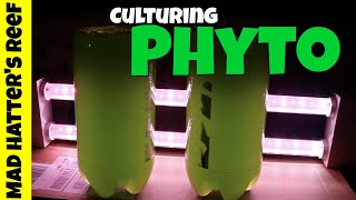 HOW TO Culture Phytoplankton [upl. by Vasilis]