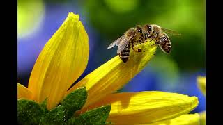 Ambiance sonore  bourdonnement des abeilles [upl. by Nedyaj]