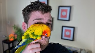 OWNING A SUN CONURE PROS amp CONS [upl. by Phyllis72]