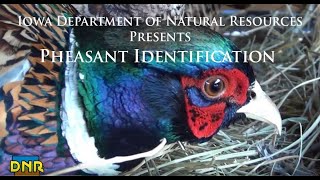 Pheasant Identification Iowa DNR [upl. by Nelan]