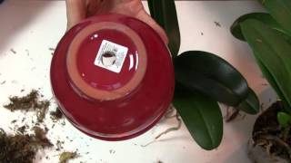 Complete Guide on Repotting Phalaenopsis orchids [upl. by Attenrad]