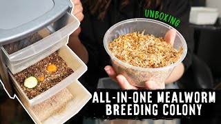 The BEST Setup For A Breeding Colony  MEALWORM UNBOXING amp SETTING UP [upl. by Moscow]