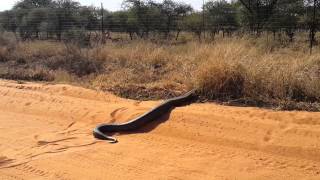 Huge Python seen in Lephalale [upl. by Adni910]