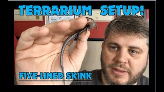 Setting Up FiveLined Skink TankTerrarium [upl. by Llennoj]