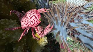 What Animals Live in a Coral Reef  California Academy of Sciences [upl. by Anilev518]