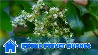 Maintaining amp Pruning Shrubs  How to Prune Privet Bushes [upl. by Ineslta170]