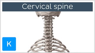 Cervical Myelopathy  What is it How can we treat it [upl. by Nayr]