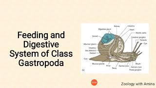 Feeding and digestion in Class Gastropoda  Phylum Mollusca class Gastropoda [upl. by Macguiness]