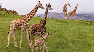 Welcome to the San Diego Zoo Safari Park [upl. by Aisak421]