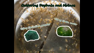 How To Culture Daphnia and Moinas using Green Water Spirulina powder [upl. by Rydder]