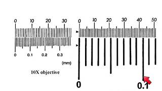 AS Biology  How to calibrate a microscope [upl. by Eniarda]