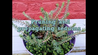 Pruning and propagating sedums [upl. by Robma]