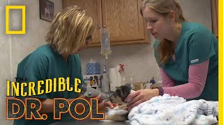 Whats Moo with Ewe Full Episode  The Incredible Dr Pol [upl. by Ecikram]