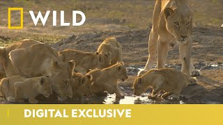 Lioness Sisterhood  Predator Bloodlines  National Geographic Wild UK [upl. by Llednav559]