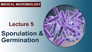 Lecture 5  Sporulation and Germination [upl. by Venetis955]