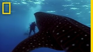 Whale Shark  National Geographic [upl. by Yrelbmik]