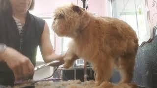 How to groom a Brussels Griffon [upl. by Grey270]