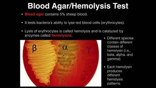 Microbiology HemolysisBlood Agar [upl. by Bella]