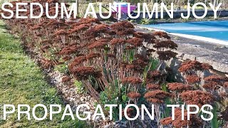 How to Grow Sedum Autumn Joy [upl. by Alehs]