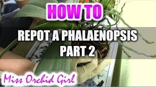 How to repot a Phalaenopsis Orchid Part 2 [upl. by Eniahs]