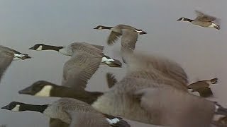 Las Alas de la Naturaleza 01 Primavera y Verano  2002  Documental 720p [upl. by Anirehtak]