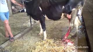 Veterinarian Treats Abscess in Dairy Cow Watch the process [upl. by Aicul797]