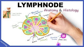 LYMPH NODE Anatomy amp Histology Simplified  Lymphatic System [upl. by Nyroc]