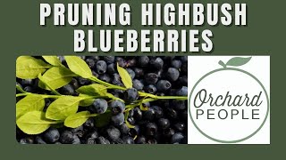 How to Prune Highbush Blueberry Bushes [upl. by Ahselrac]