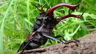 Der Hirschkäfer  The Stag Beetle  HD Doku  Documentary [upl. by Ahtaela121]